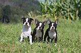 BOSTON TERRIER 105